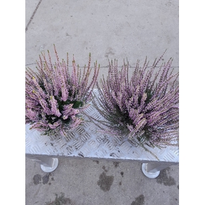 Calluna vulg. pink