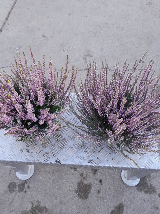 <h4>Calluna vulg. pink</h4>