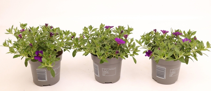 <h4>Calibrachoa Cabaret Deep Blue</h4>
