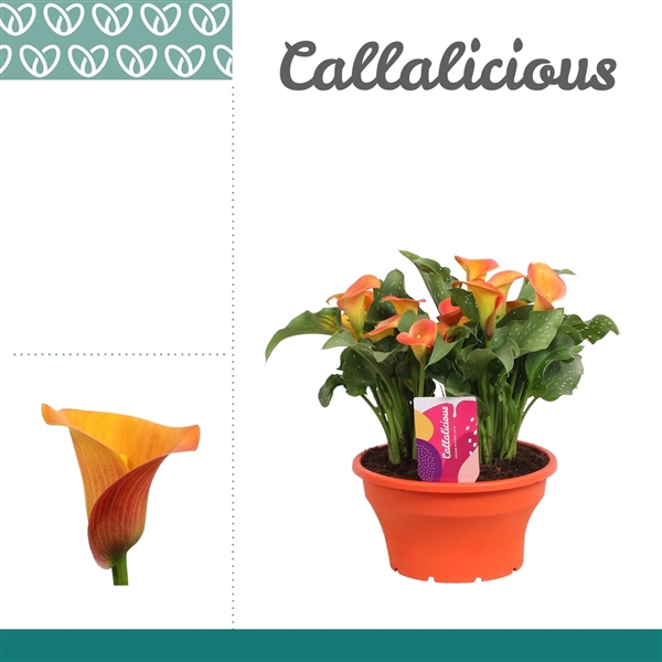 <h4>Zantedeschia Oranje in ton-sur-ton Schaal Ariel</h4>
