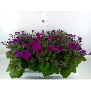 Pericallis cr. 'Mandala Magenta'