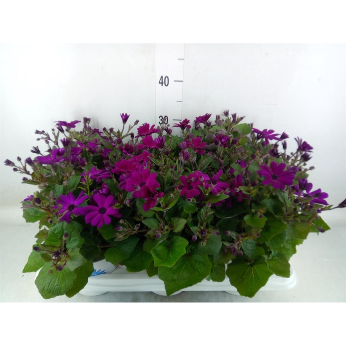 <h4>Pericallis cr. 'Mandala Magenta'</h4>