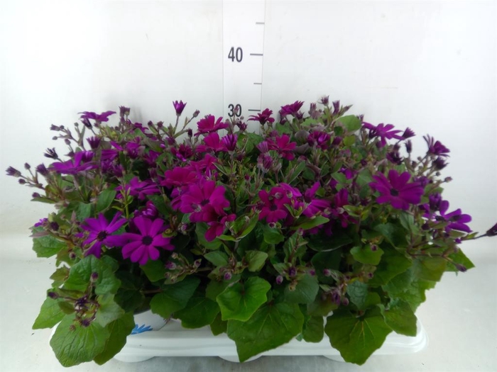 <h4>Pericallis cr. 'Mandala Magenta'</h4>