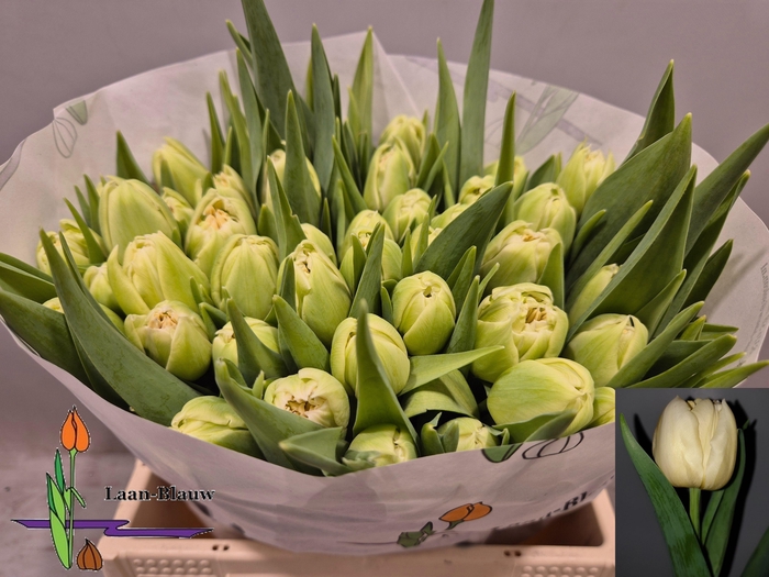 <h4>TU DU VERONA</h4>