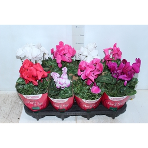 CYCLAMEN P14