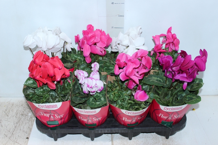 <h4>CYCLAMEN P14</h4>