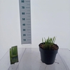 Panicum virgatum