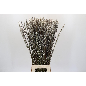 Salix Caprea Snow Flake Premium