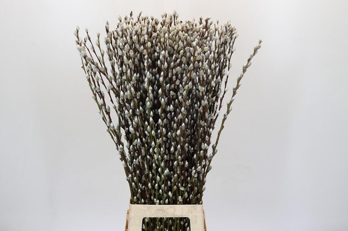 <h4>Salix Caprea Snow Flake Premium</h4>