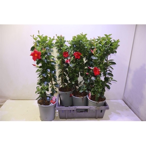 arr8 Mande Sun Red