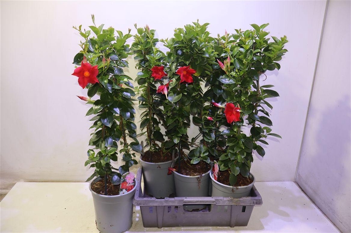 <h4>arr8 Mande Sun Red</h4>