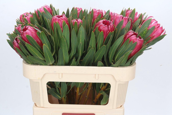 <h4>Protea Brenda</h4>