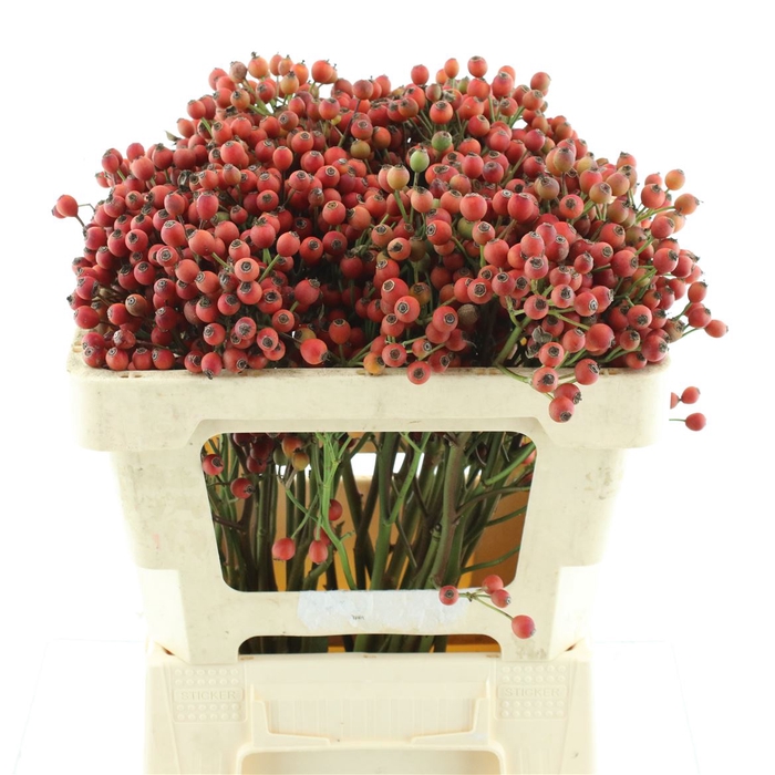 <h4>Rosa Magical Passoa</h4>