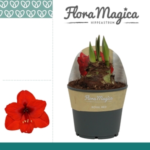 Amaryllis Royal Red 2 knop in Potkraag