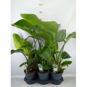 Strelitzia nicolai