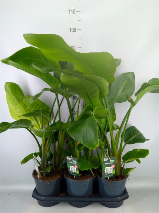 <h4>Strelitzia nicolai</h4>