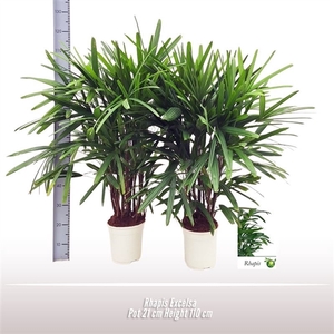 Rhapis excelsa