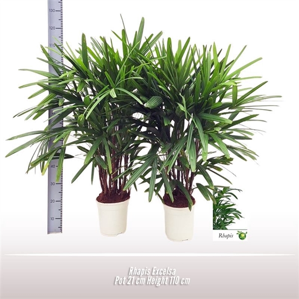 <h4>Rhapis excelsa</h4>