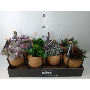 Planten Groen   ...mix  3