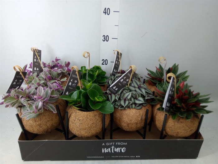 <h4>Planten Groen ...mix 3</h4>