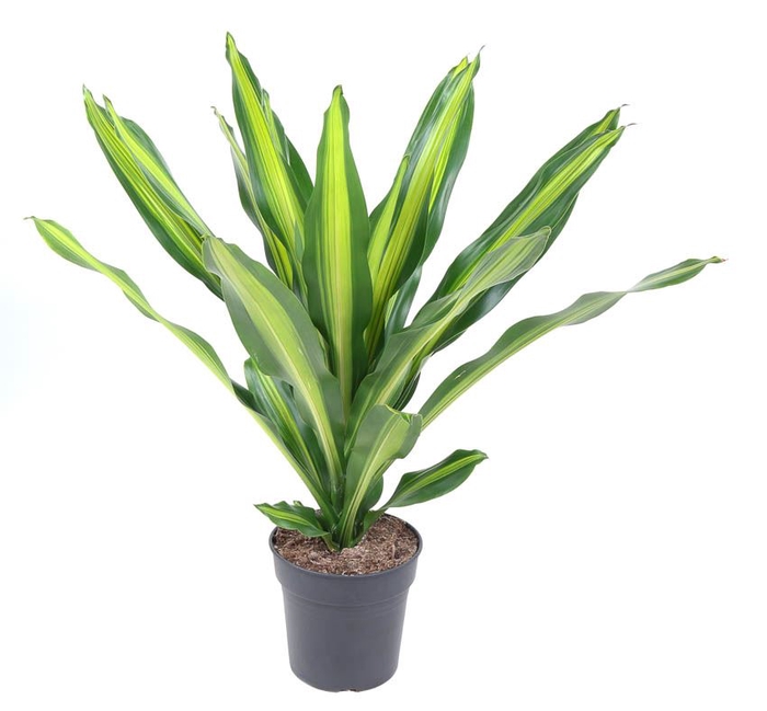 Dracaena Burley