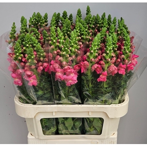 ANTIR POTOMAC ROSE