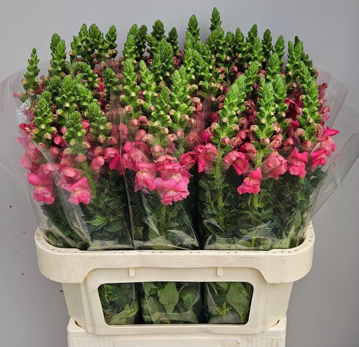 <h4>ANTIR POTOMAC ROSE</h4>