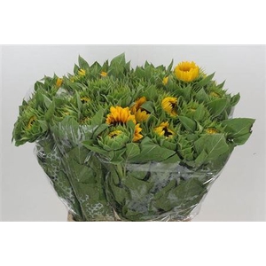 TILBUD TILBUD FLOR SOLSIKKE