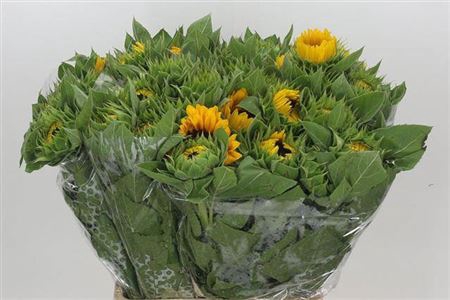 <h4>TILBUD TILBUD FLOR SOLSIKKE</h4>