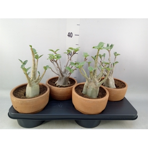 Adenium NB 'Ansu Baobab'