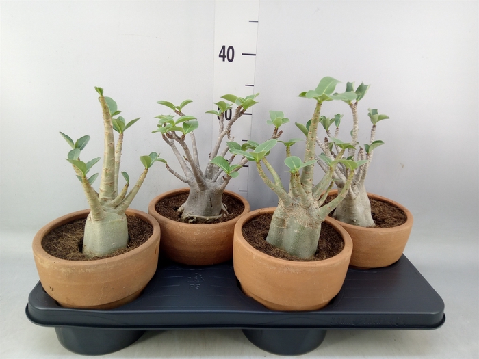 <h4>Adenium NB 'Ansu Baobab'</h4>