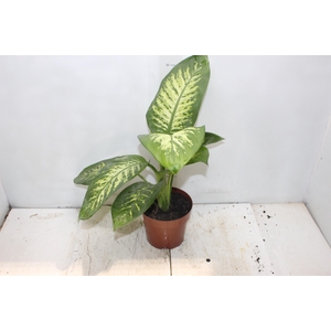 DIEF. TROPIC SNOW P17