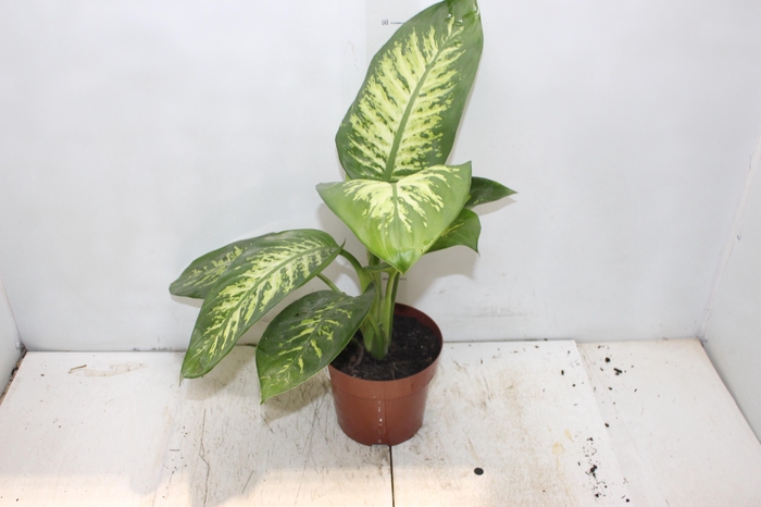 <h4>DIEF. TROPIC SNOW P17</h4>