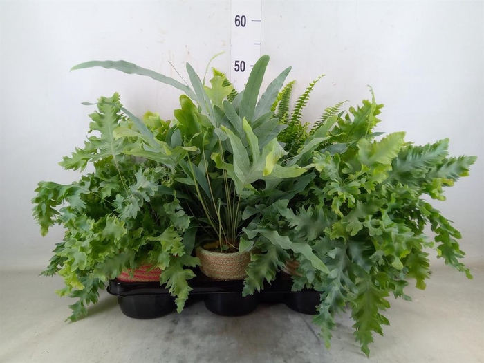 <h4>Ferns   ...mix</h4>