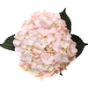 Hydrangea Premium Light Pink