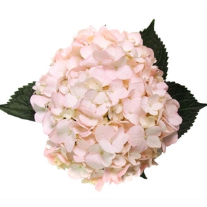 Hydrangea Premium Light Pink