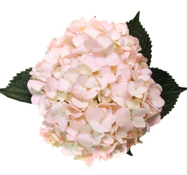 Hydrangea Premium Light Pink
