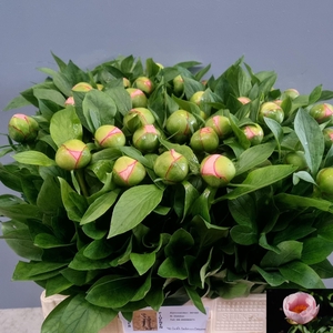 PAEO S SALMON SAUCER