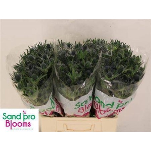 Eryn Mag Blue Lagoon