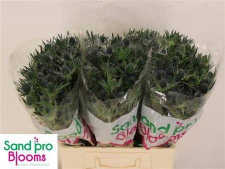 <h4>Eryn Mag Blue Lagoon</h4>