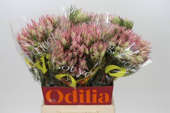 <h4>Blushing Bride Ayoba Morning Star</h4>