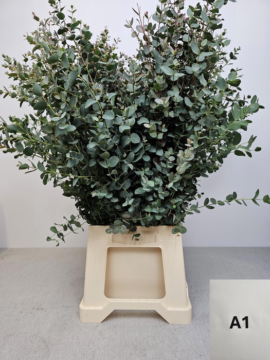 <h4>EUC GUNNII PB</h4>