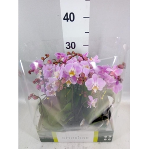 Phalaenopsis multi.   ...rose