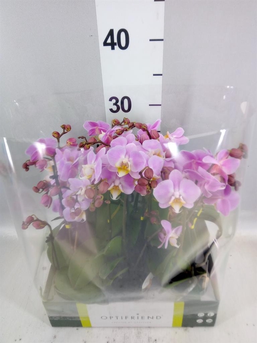 <h4>Phalaenopsis multi.   ...rose</h4>