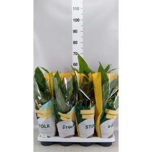 Spathiphyllum  'Diamond'