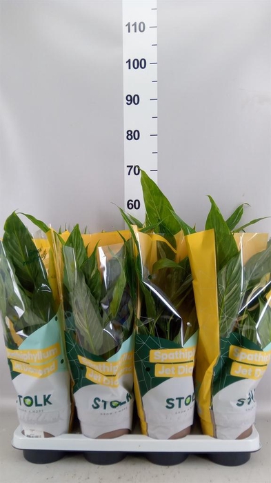 <h4>Spathiphyllum  'Diamond'</h4>