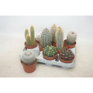 Cactus mix 10,5Ø 15cm