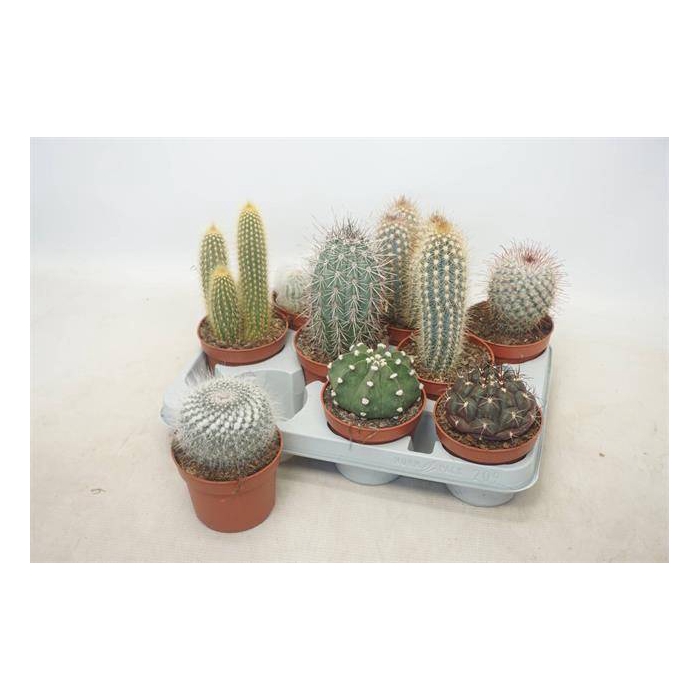 <h4>Cactus mix 10,5Ø 15cm</h4>