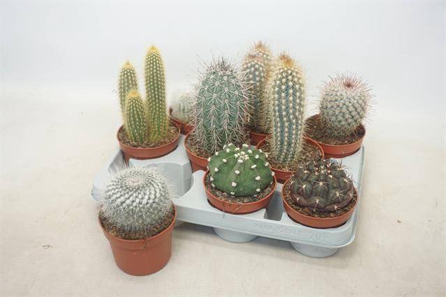 Cactus mix 10,5Ø 15cm