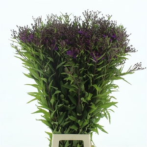 Vernonia Mammuth